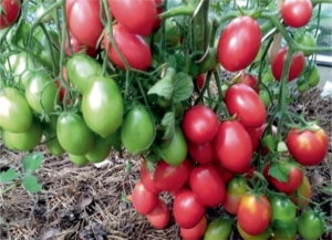 Томат Испанский розовый