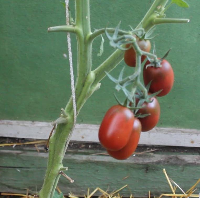 Томат Испанский темно-малиновый 2