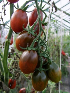 Томат Испанский темно-малиновый