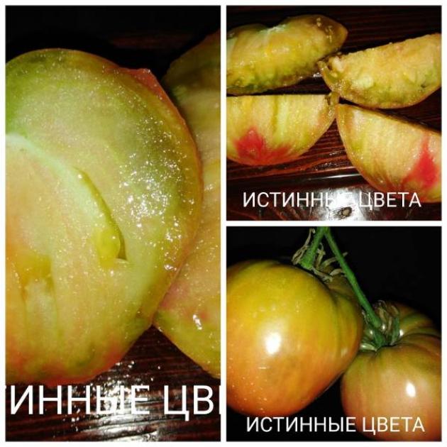 Томат Истинные цвета 4