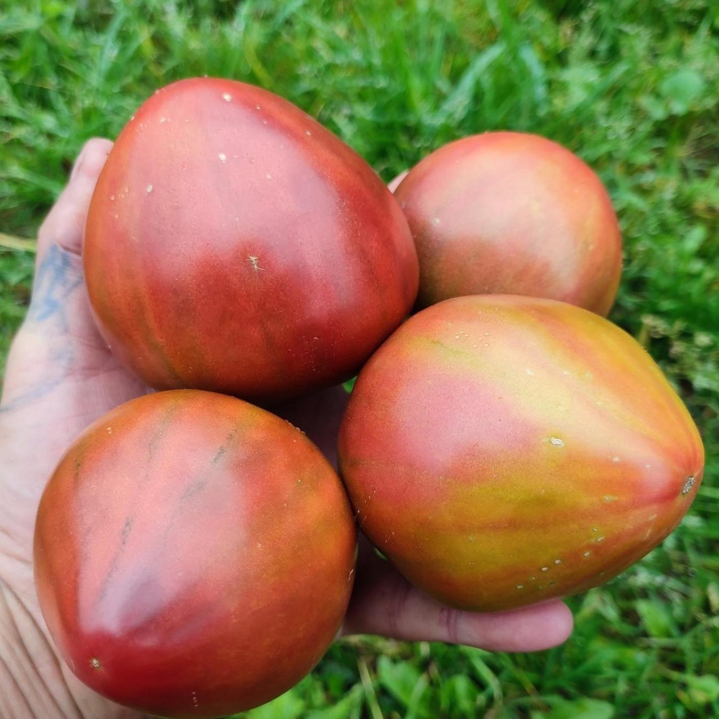 Томат Истинные цвета