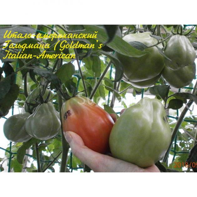 Томат Итало-американский от Гольдмана 2