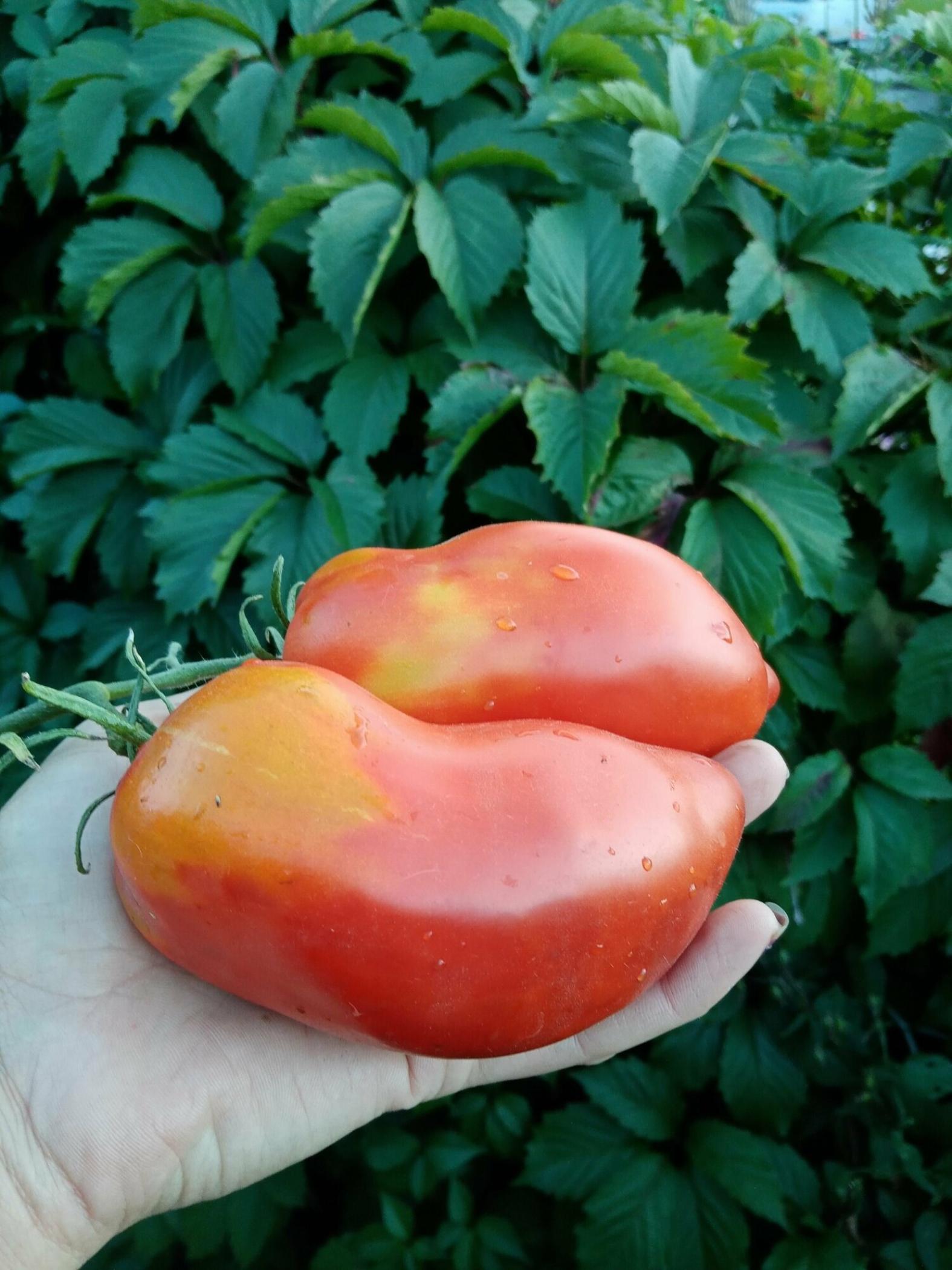 Томат Итальянская слива 3