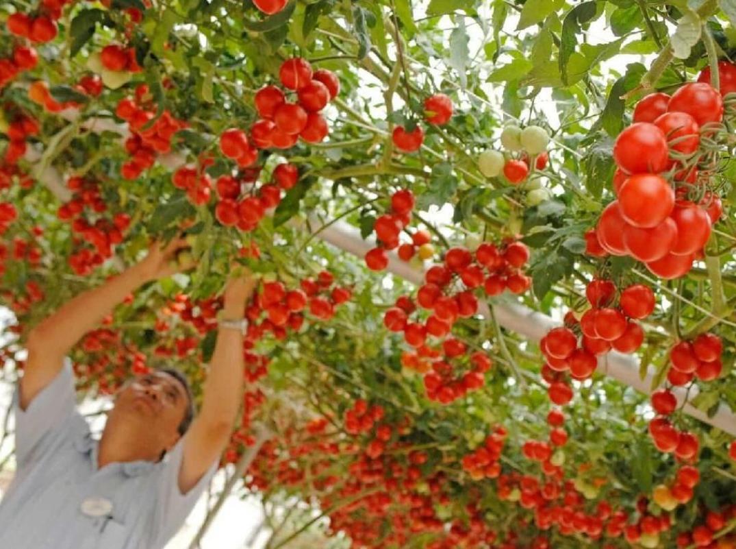 Томат Итальянское дерево 2