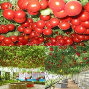 Томат Итальянское дерево