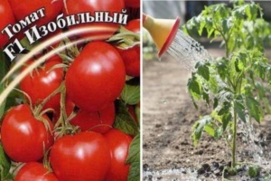 Томат Изобильный