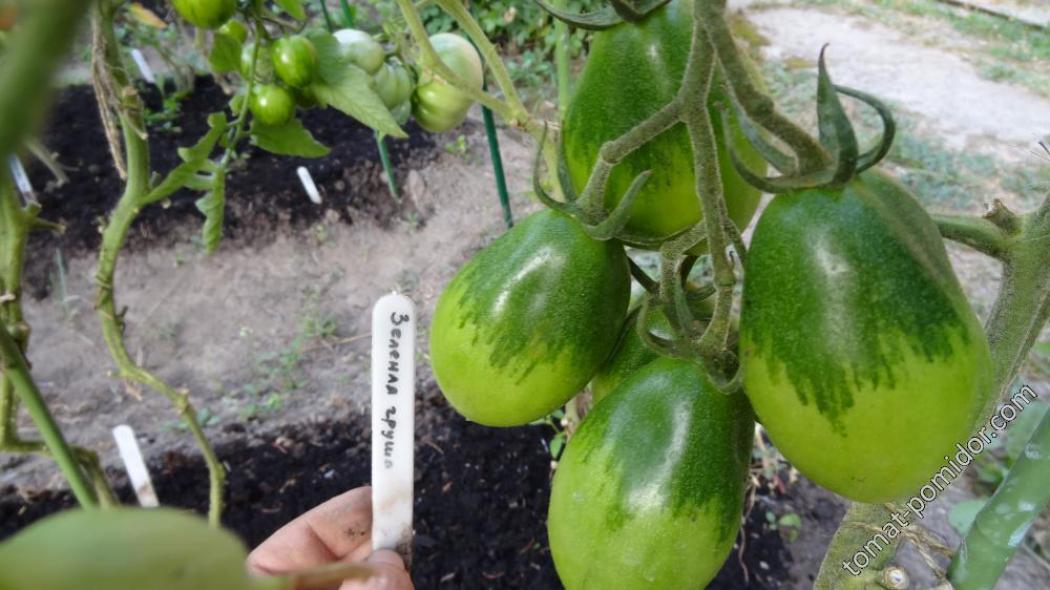 Томат Изумрудная груша 2