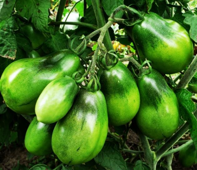 Томат Изумрудная груша
