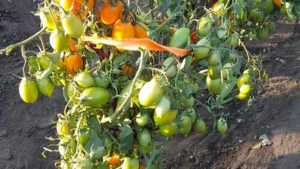 Томат Калифорния