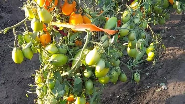 Томат Калифорния