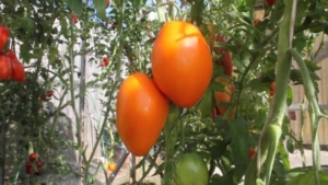 Томат Калькутта