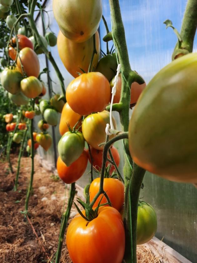 Томат Каменное сердце