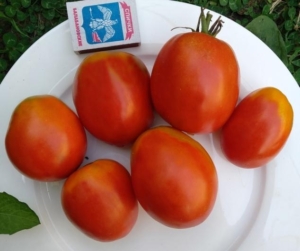 Томат Канопус