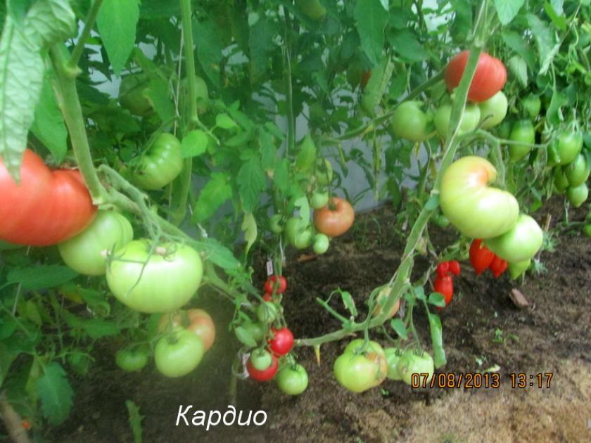 Томат Кардио 3