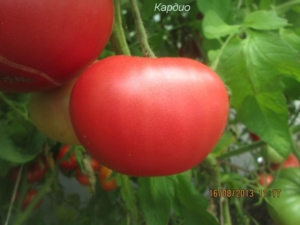 Томат Кардио