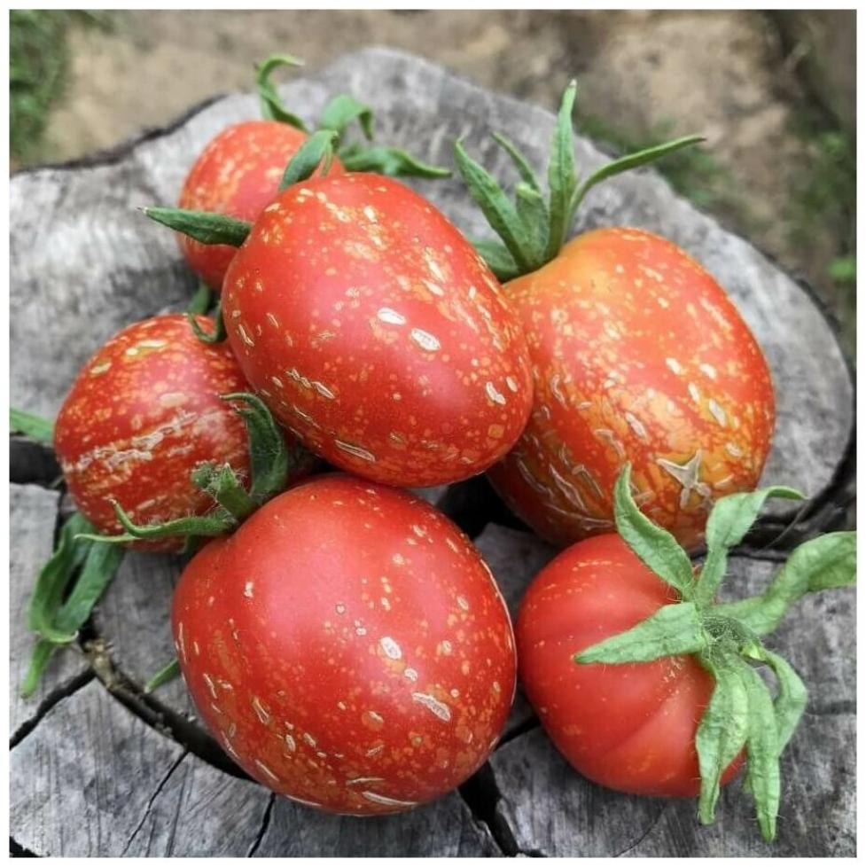 Томат Каскад Лава 2