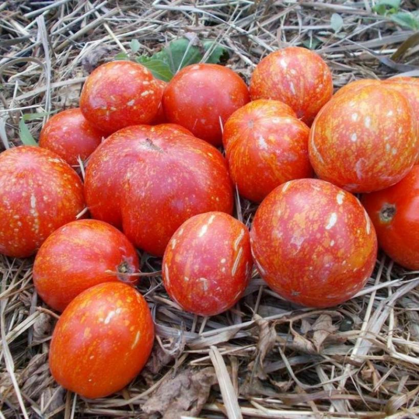 Томат Каскад Лава 3