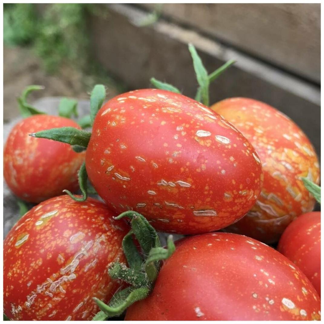 Томат Каскад Лава 4