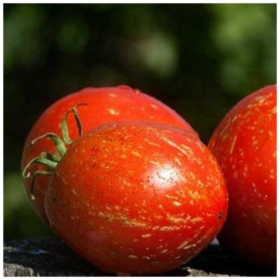 Томат Каскад Лава 5