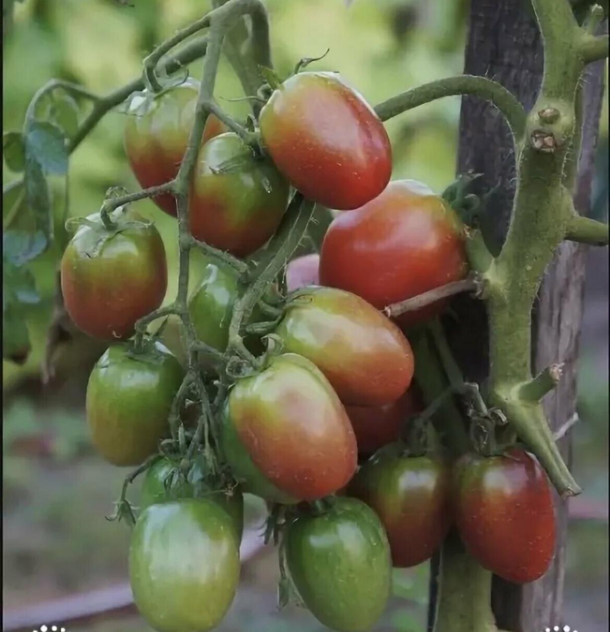 Томат Казачка 2