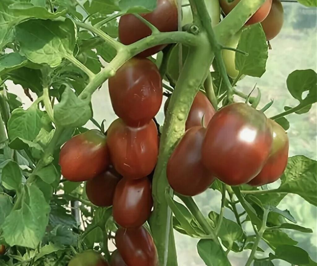 Томат Казачка