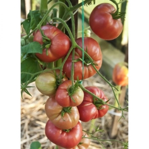 Томат Казанский местный