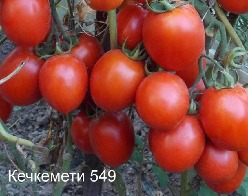 Томат Кечкемети 549 2