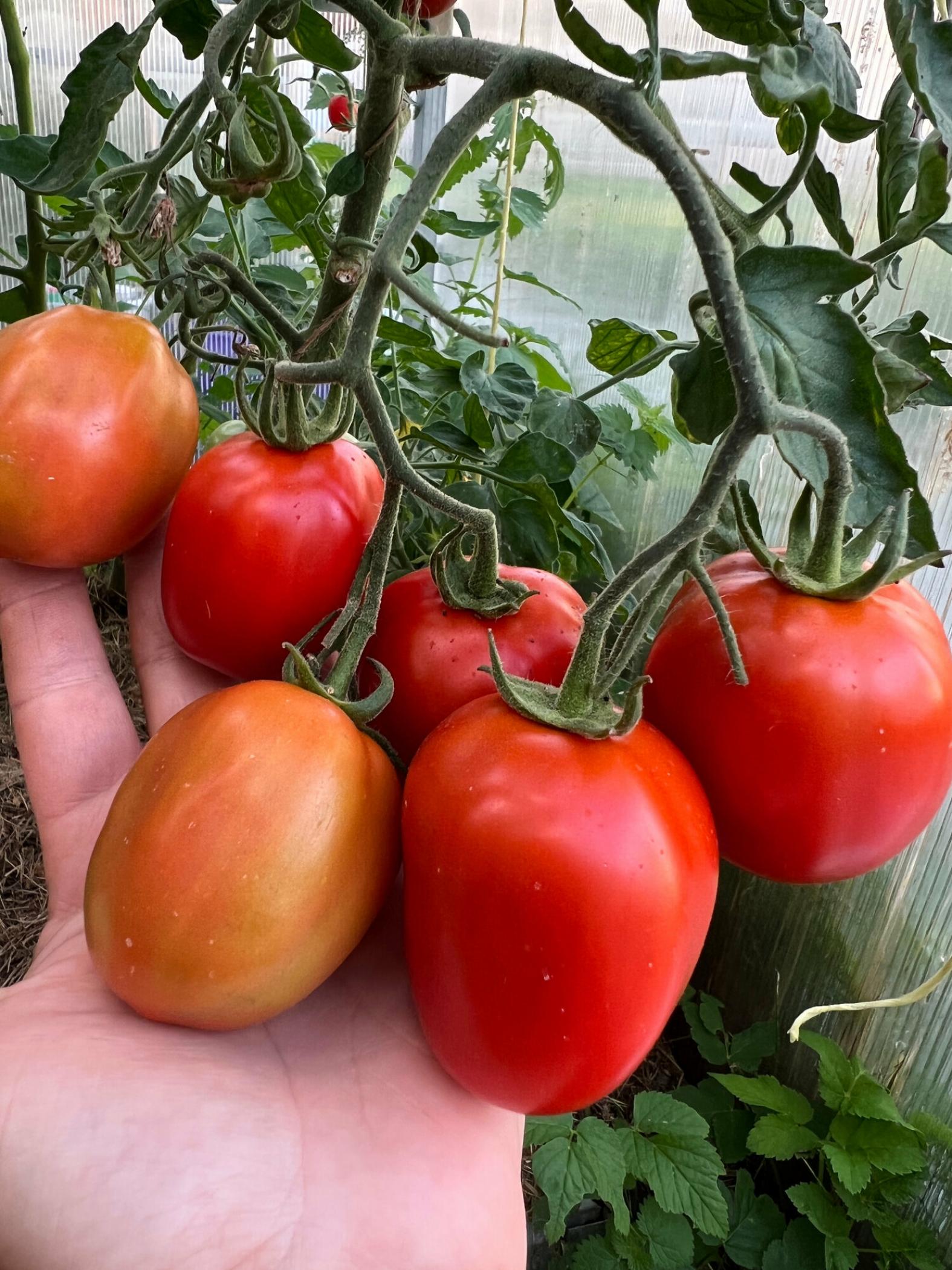 Томат Кечкемети 549 3