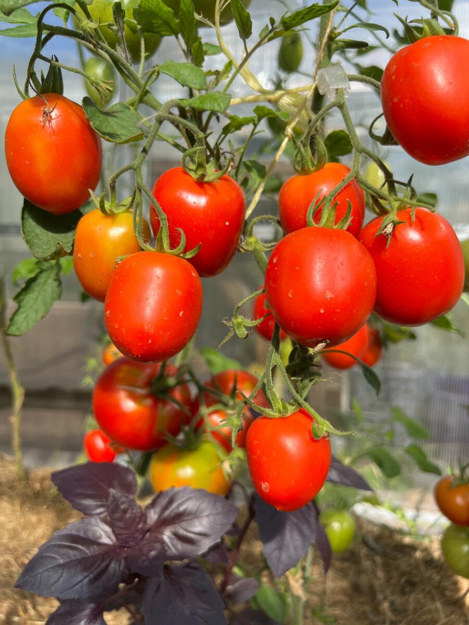 Томат Кечкемети 549 5