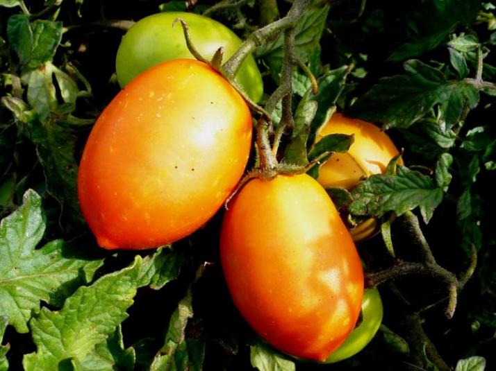 Томат Кечкемети 549 6