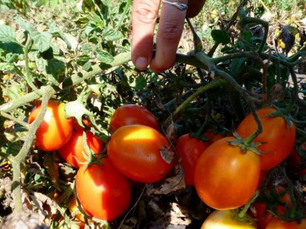 Томат Кечкемети 549