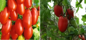 Томат Кенигсберг