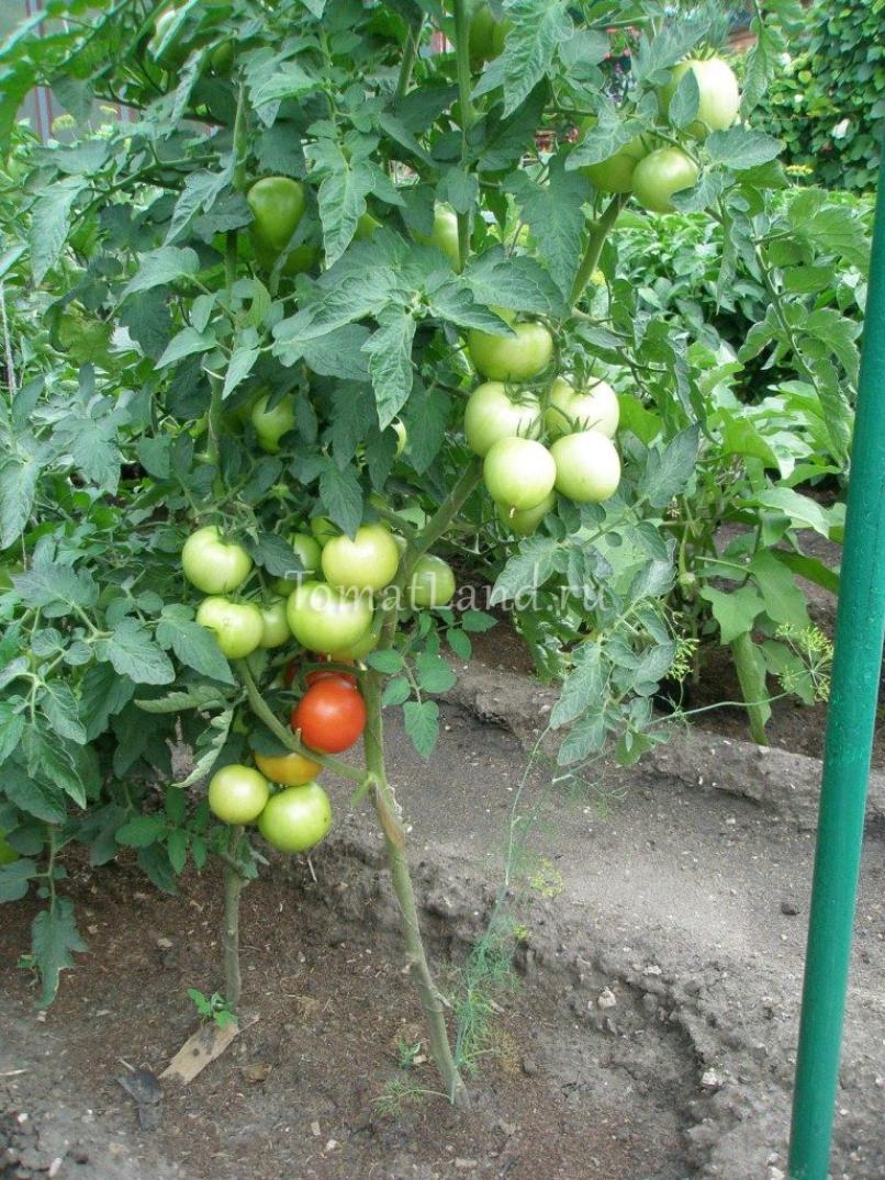 Томат Халай 3