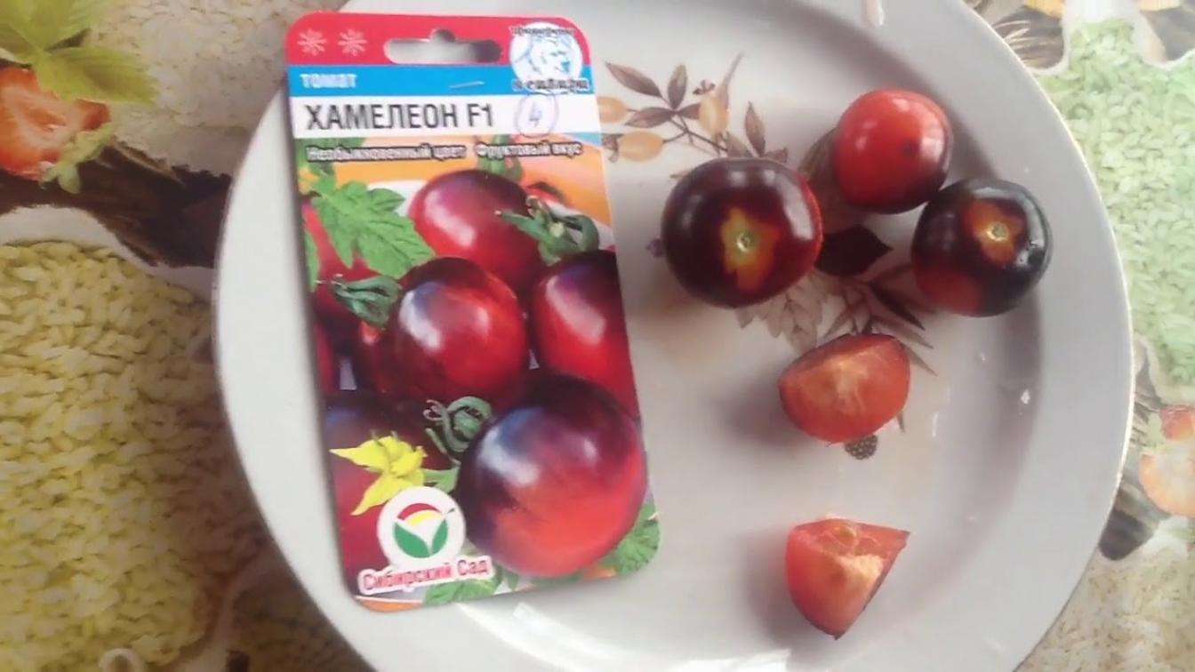 Томат Хамелеон 2