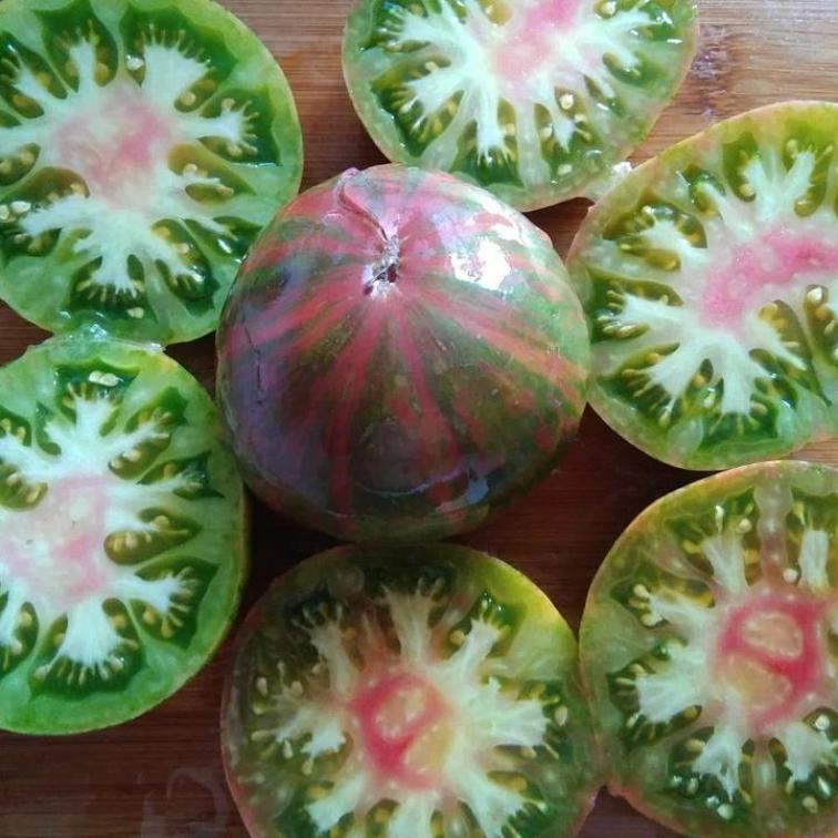 Томат Харвард сквер 3