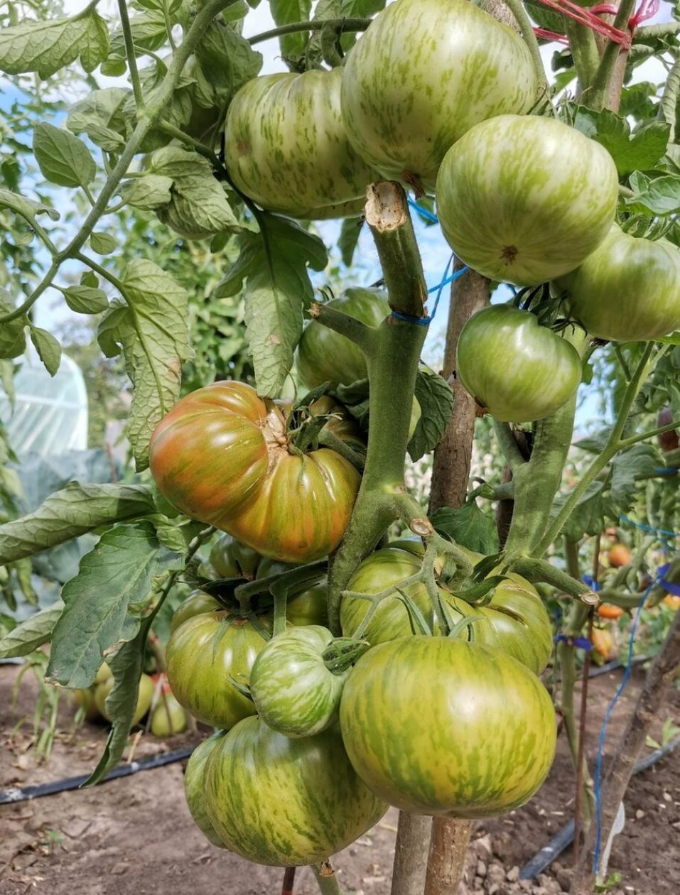 Томат Харвард сквер 4