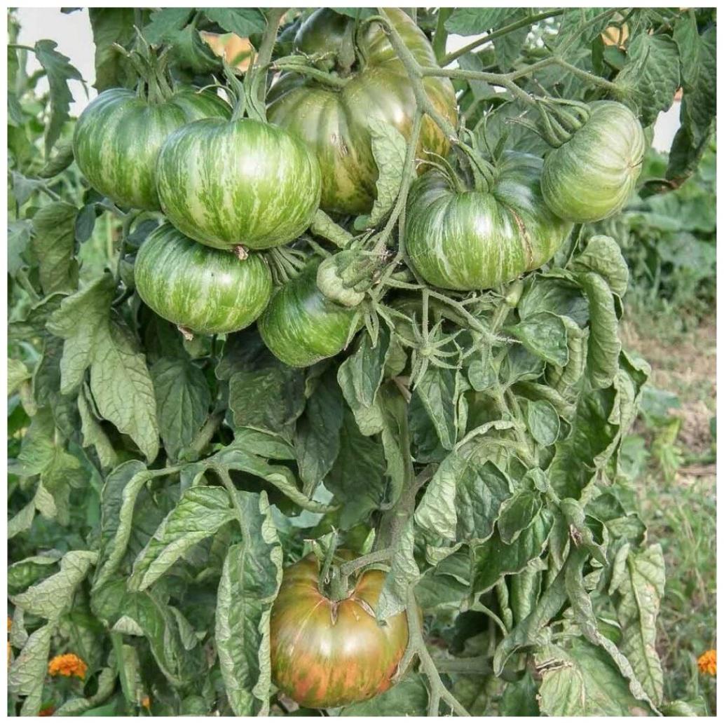 Томат Харвард сквер 5