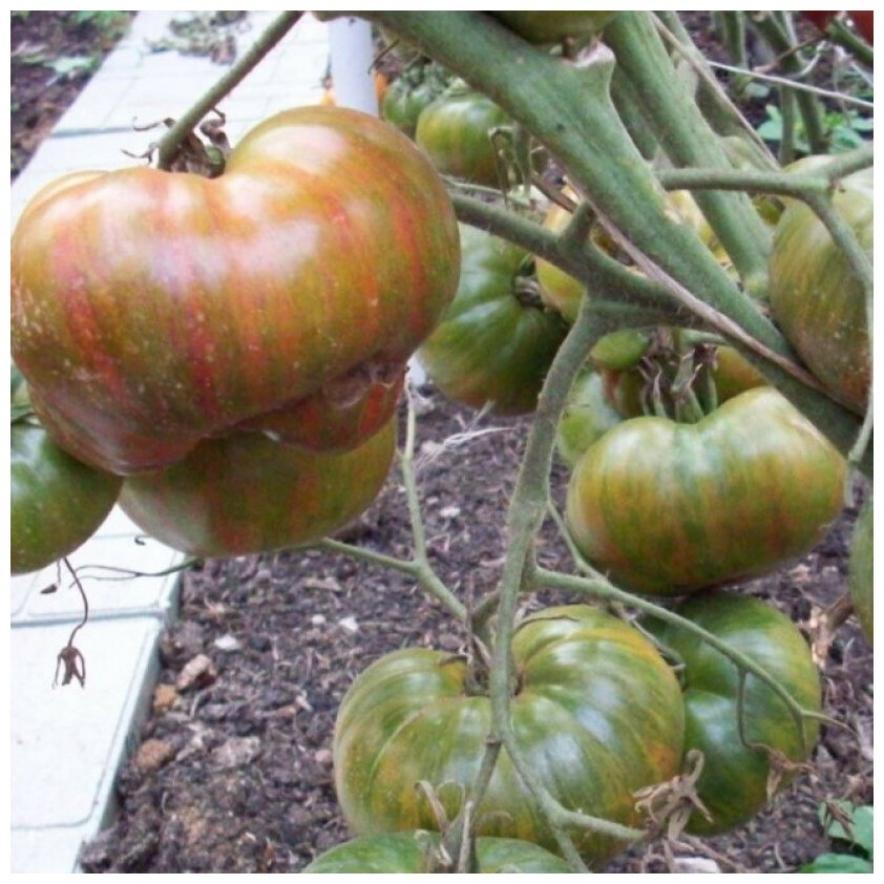 Томат Харвард сквер