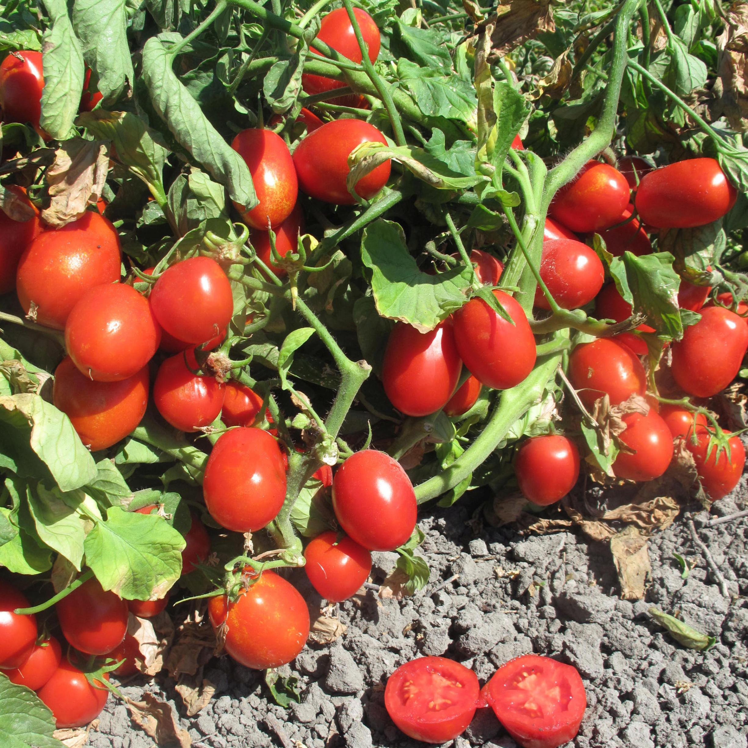 Томат Хайнц 3402 2