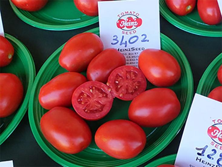 Томат Хайнц 3402 3