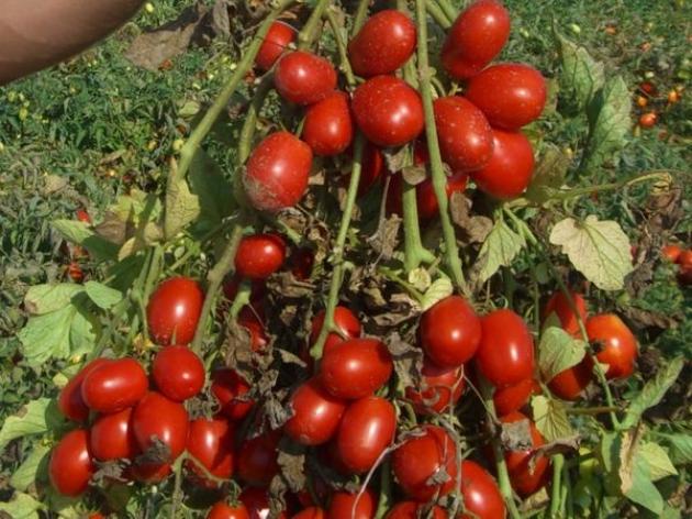 Томат Хайнц 3402 4