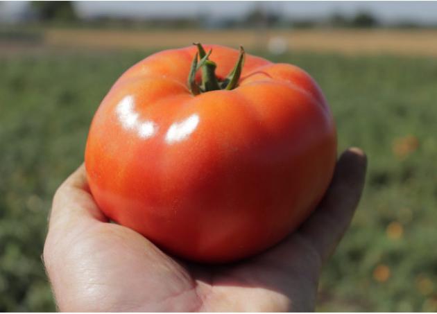 Томат Хэви