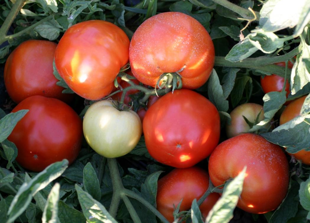 Томат Хэви 2