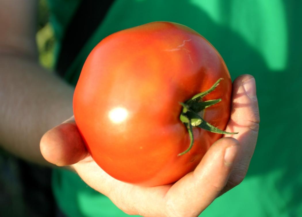 Томат Хэви 3