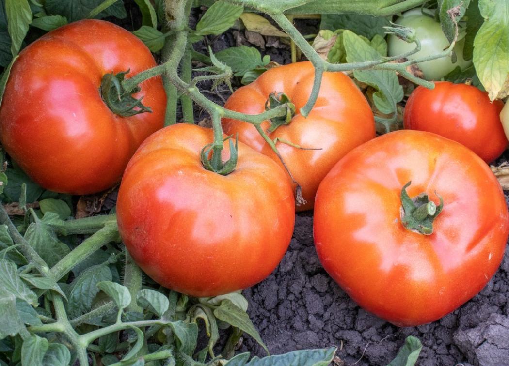 Томат Хэви 4