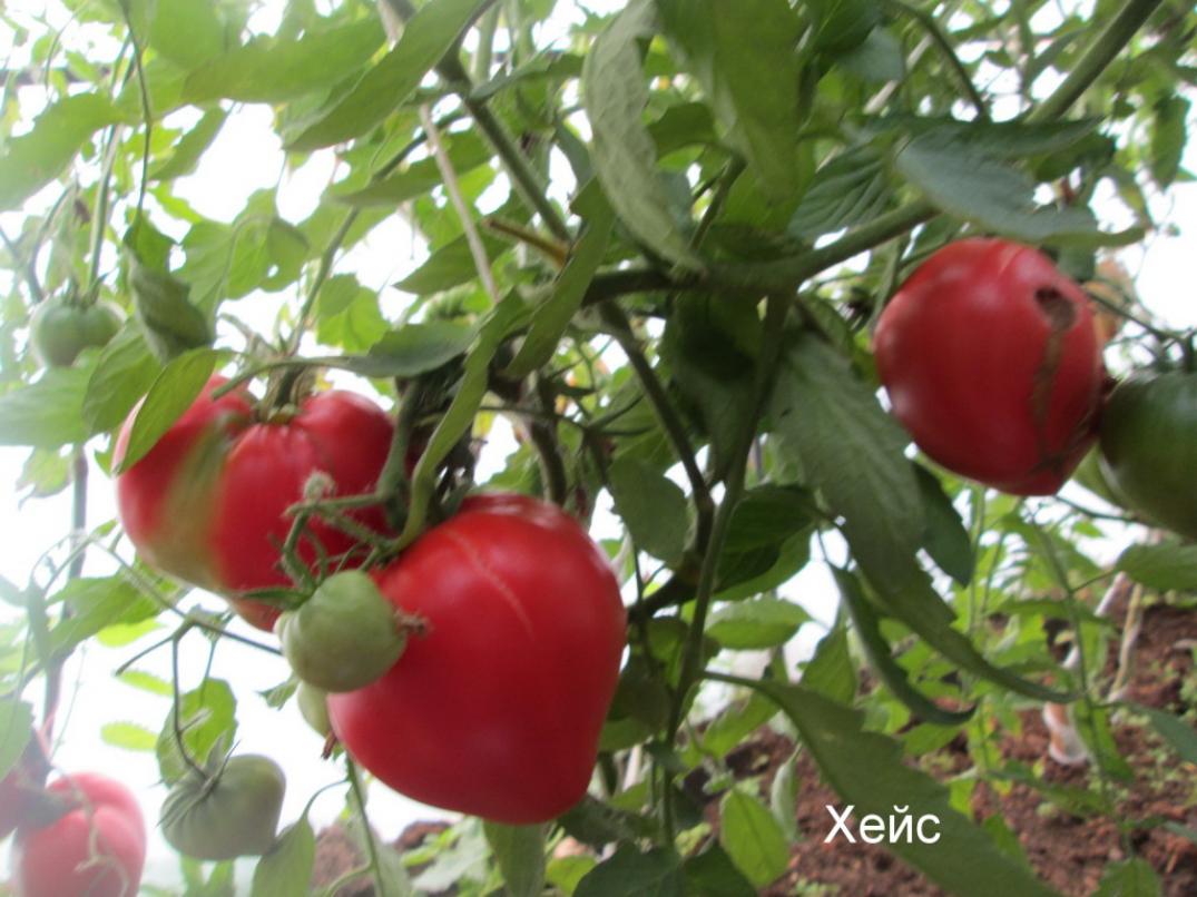 Томат Хейс 2