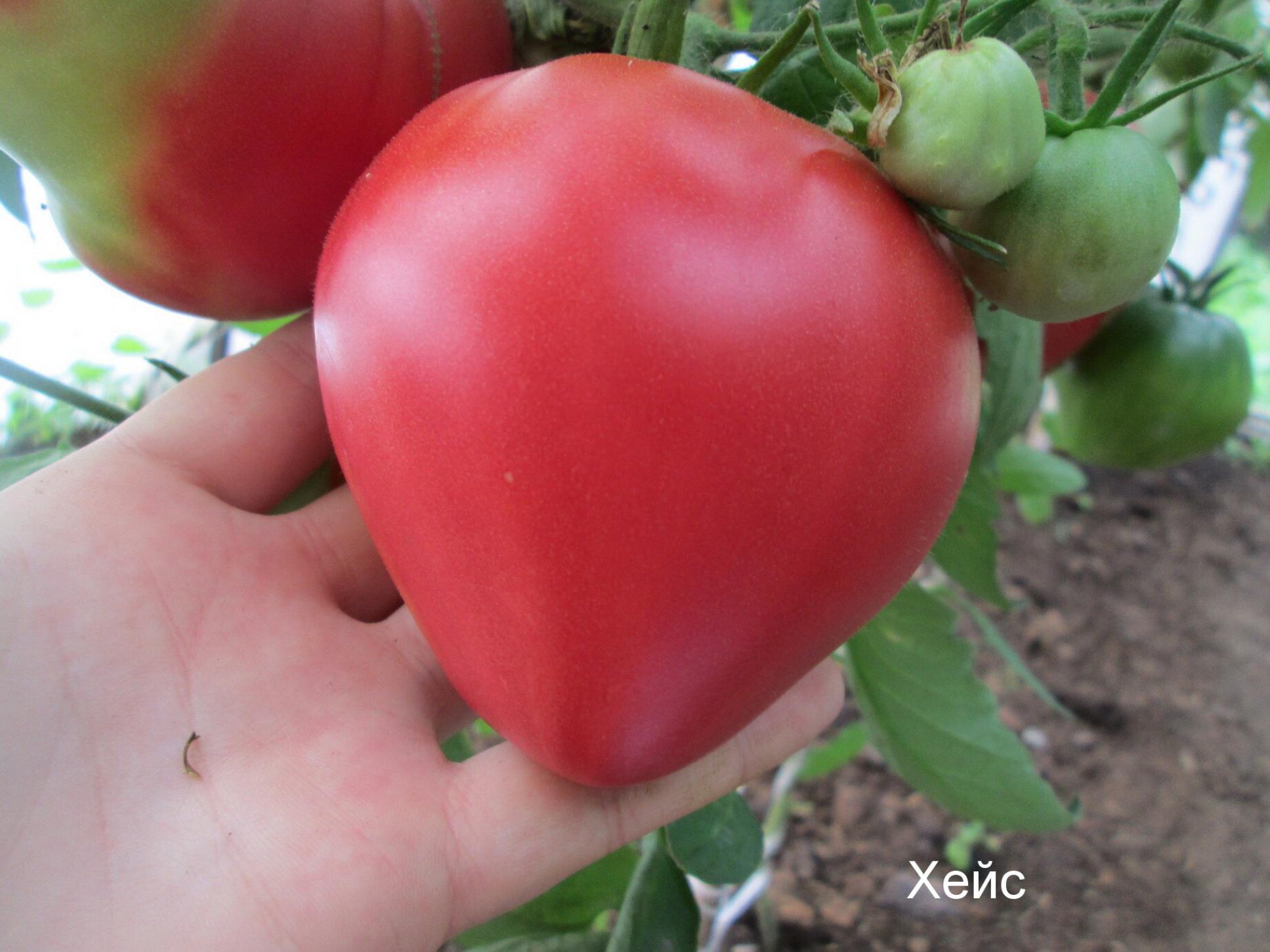 Томат Хейс 4