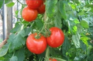 Томат Хлыновский