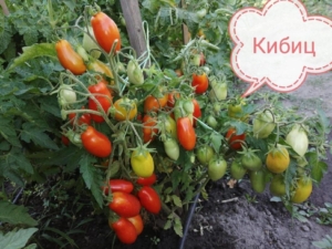 Томат Кибиц