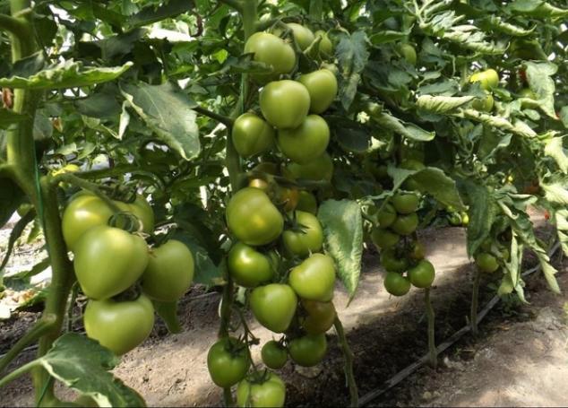 Томат Кибо 3